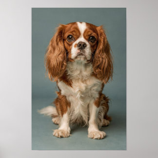 Cavalier King Charles Spaniel Dusty Blue Porträt Poster