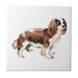 Cavalier King Charles Spaniel Fliese
