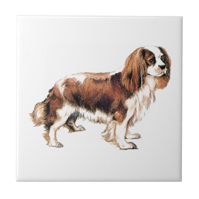Cavalier King Charles Spaniel Fliese (Vorderseite)