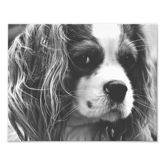 Cavalier King Charles Spaniel Fotodruck (Vorne)