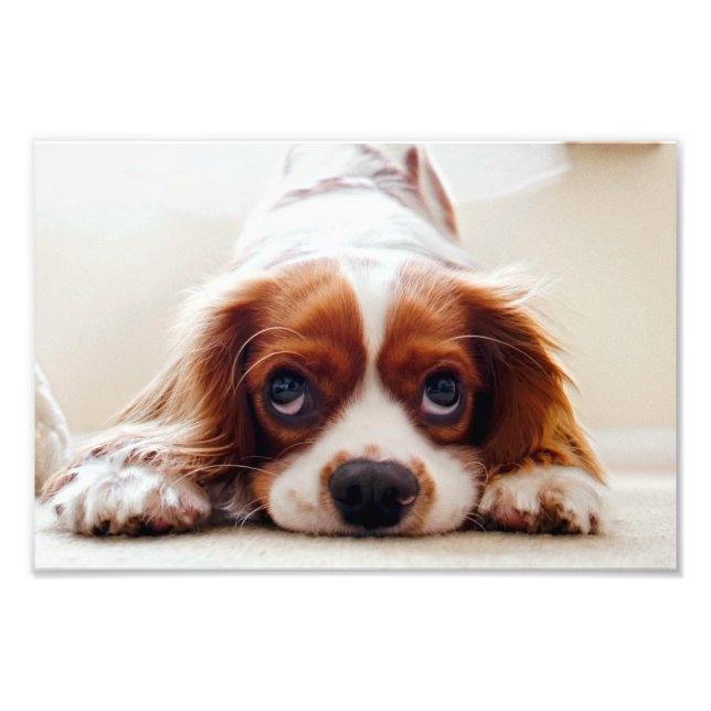 Cavalier King Charles Spaniel Fotodruck (Vorne)