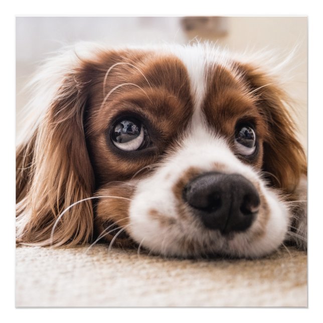 Cavalier king charles spaniel fotodruck (Vorne)
