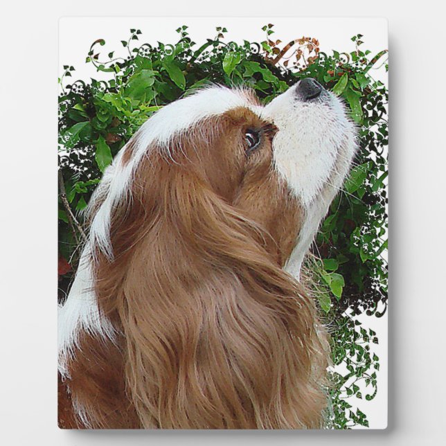 Cavalier King Charles Spaniel Fotoplatte (Vorderseite)
