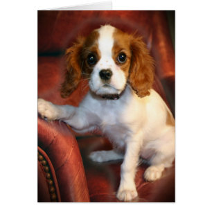 Cavalier King Charles Spaniel Geschenke & Bekleidu