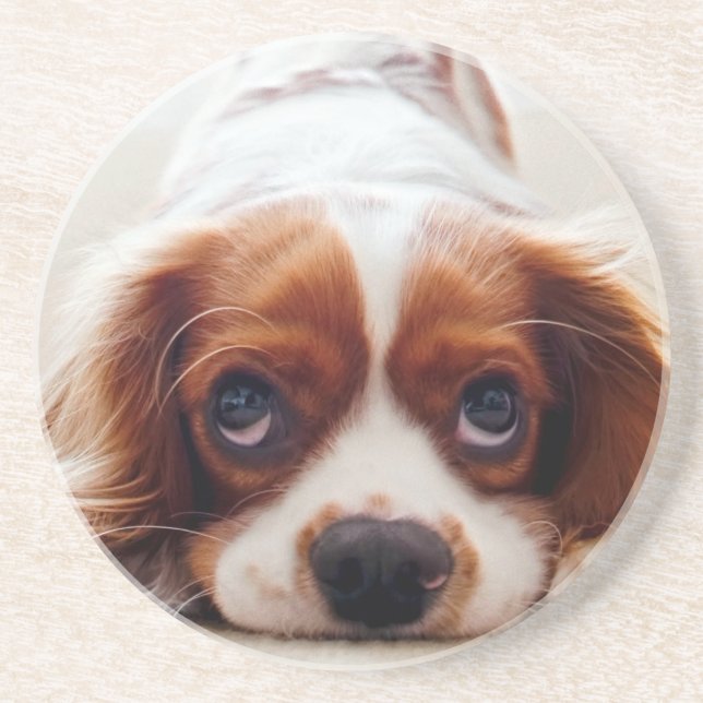 Cavalier King Charles Spaniel Getränkeuntersetzer (Vorne)