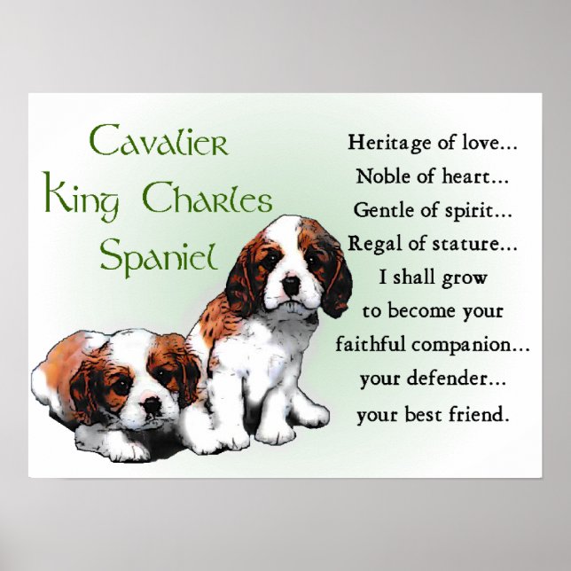 Cavalier King Charles Spaniel Gifts Poster (Vorne)