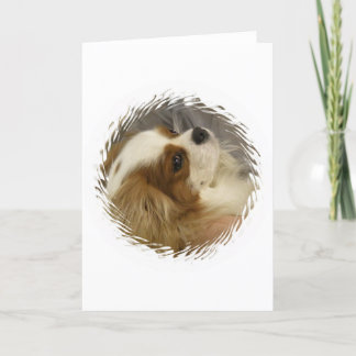 Cavalier King Charles Spaniel Grußkarte Karte