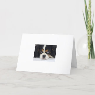 Cavalier King Charles Spaniel Grußkarte Karte
