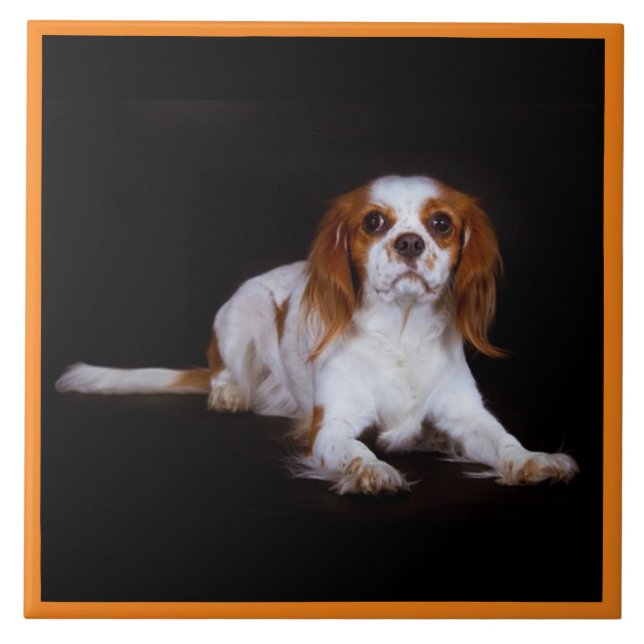 Cavalier King Charles Spaniel, Haustier-Liebe, KEE Fliese (Vorderseite)