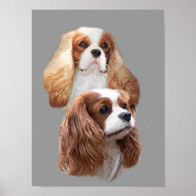 Cavalier King Charles Spaniel Hübsch Girls Print Poster (Vorne)