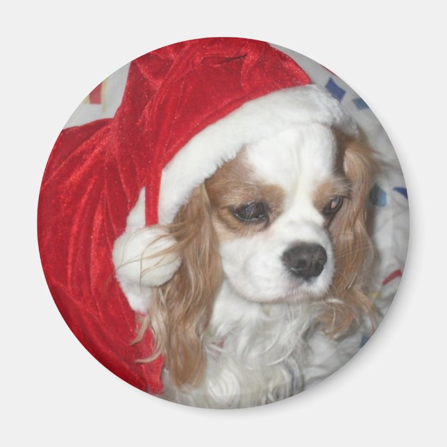 CAVALIER KING CHARLES SPANIEL HUND MIT WEIHNACHTSM MAGNET (Vorne)