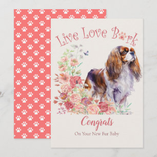 Cavalier King Charles Spaniel Hunde Adoption, Gotc Karte