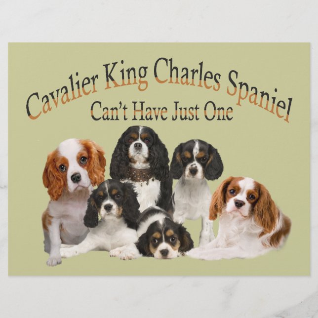 Cavalier King Charles Spaniel kann nicht nur einen (Vorderseite)