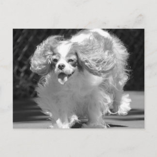 Cavalier King Charles Spaniel Laufpostkarte Postkarte