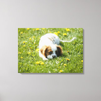 Cavalier King Charles Spaniel Leinwanddruck
