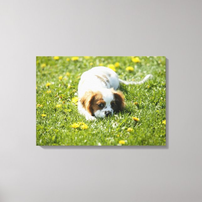 Cavalier King Charles Spaniel Leinwanddruck (Vorderseite)