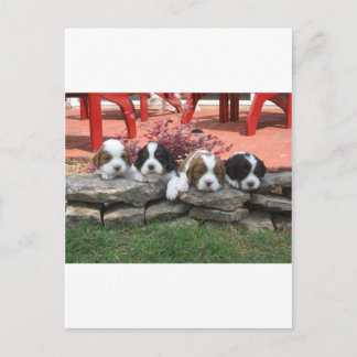Cavalier King Charles Spaniel Litter Postkarte