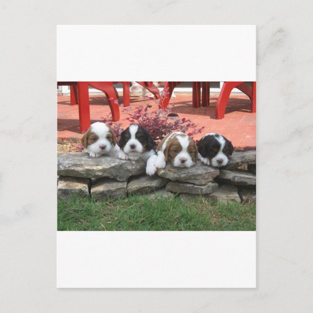 Cavalier King Charles Spaniel Litter Postkarte (Vorderseite)
