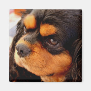 Cavalier King Charles Spaniel Magnet