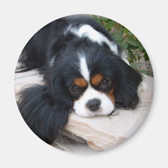 Cavalier King Charles Spaniel Magnet (Vorne)
