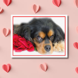 Cavalier King Charles Spaniel mit einer Rose Postk Postkarte