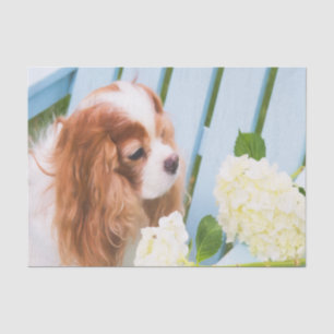 Cavalier King Charles Spaniel mit Hortensien Seidenpapier