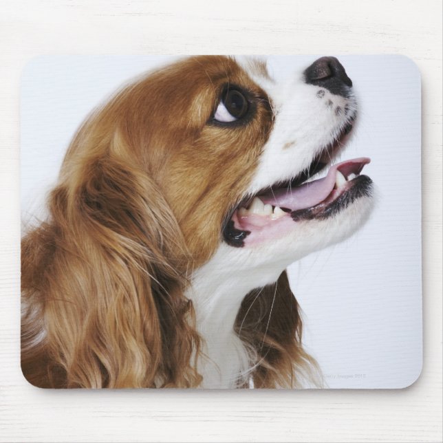 Cavalier King Charles Spaniel Mousepad (Vorne)