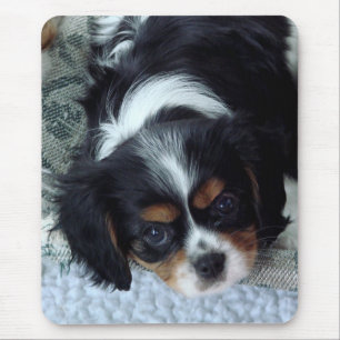 Cavalier King Charles Spaniel Mousepad