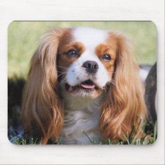 Cavalier King Charles Spaniel Mousepad