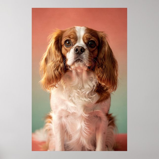 Cavalier King Charles Spaniel Portrait Poster (Vorne)