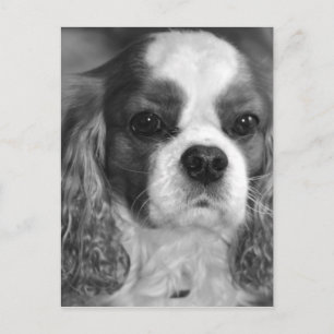 Cavalier King Charles Spaniel Post Card Postkarte