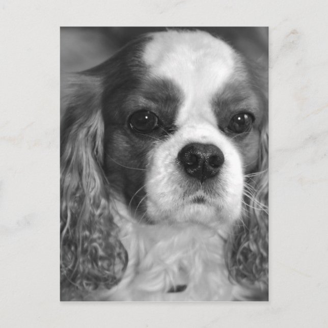 Cavalier King Charles Spaniel Post Card Postkarte (Vorderseite)