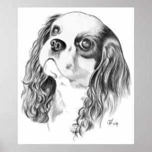 Cavalier King Charles Spaniel Poster
