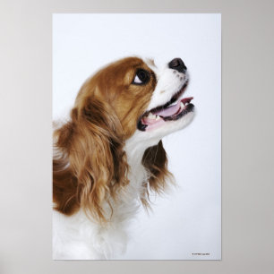 Cavalier King Charles Spaniel Poster