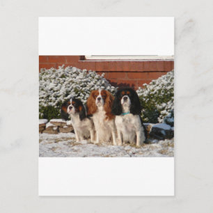 Cavalier King Charles Spaniel Postkarte