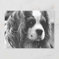 Cavalier King Charles Spaniel