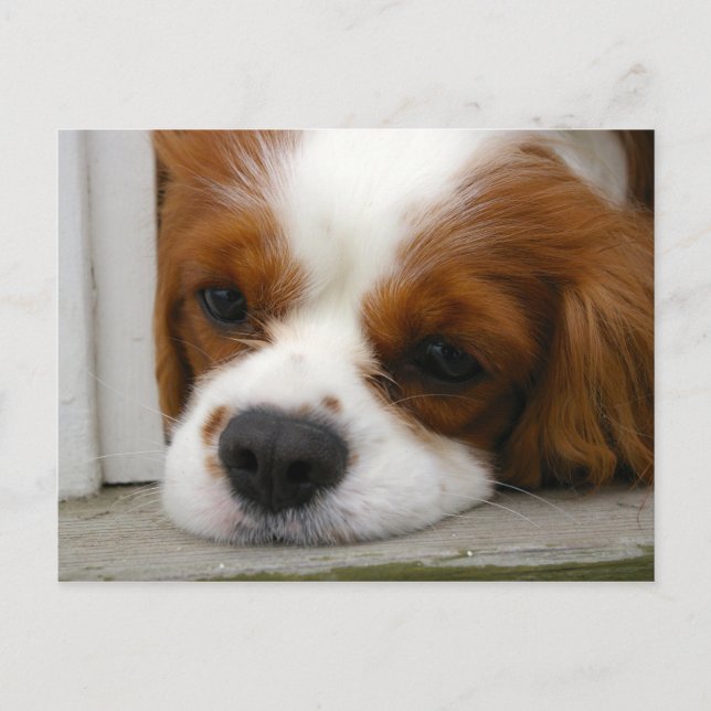 Cavalier King Charles Spaniel Postkarte (Vorderseite)