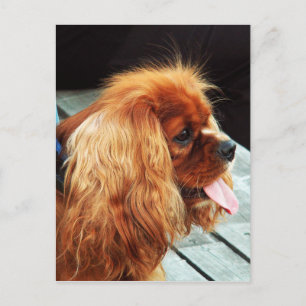 Cavalier King Charles Spaniel Postkarte