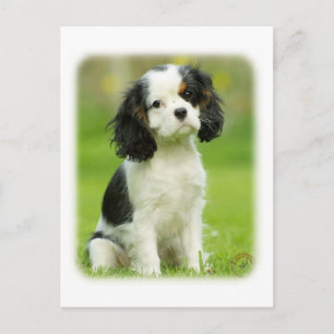 Cavalier King Charles Spaniel Postkarte