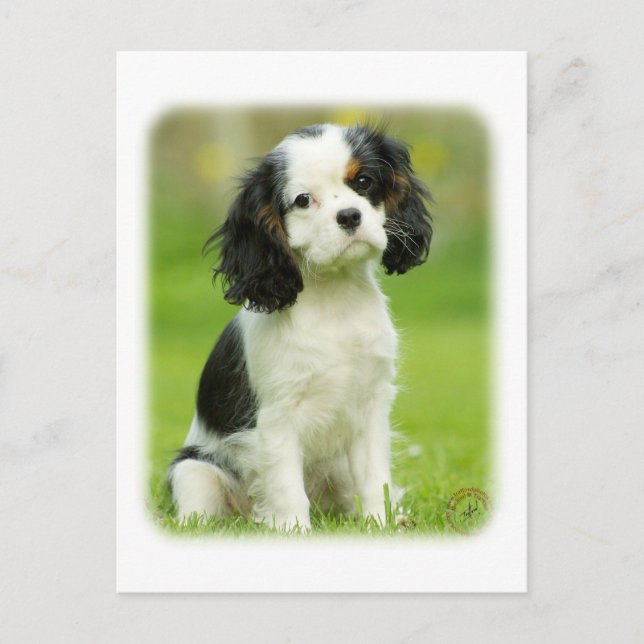 Cavalier King Charles Spaniel Postkarte (Vorderseite)