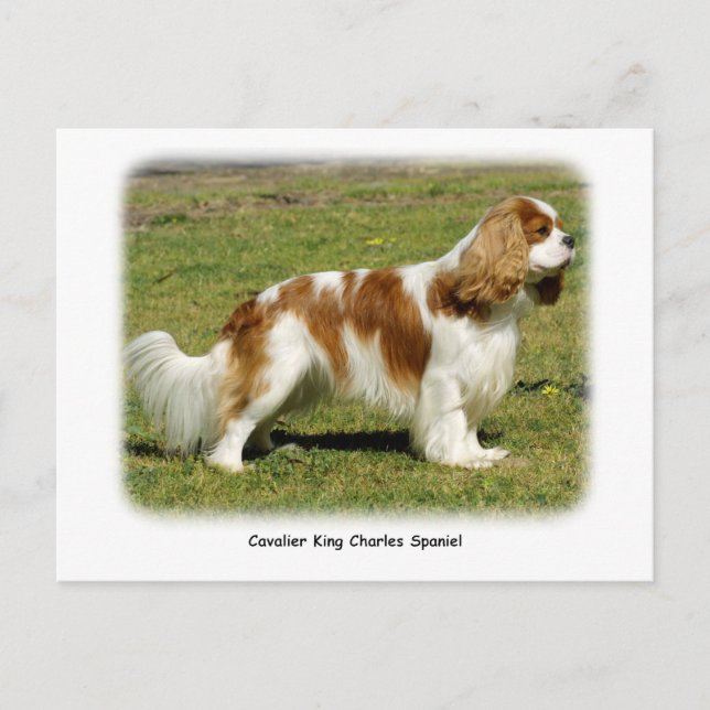 Cavalier King Charles Spaniel Postkarte (Vorderseite)