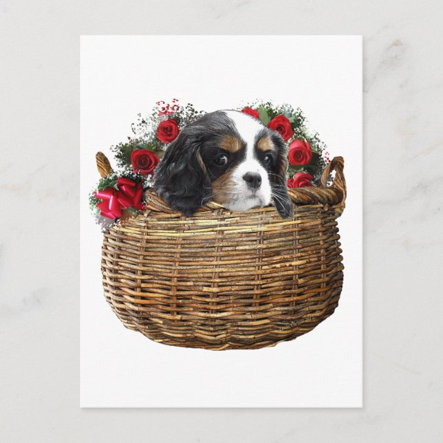 Cavalier King Charles Spaniel Postkarte (Vorderseite)