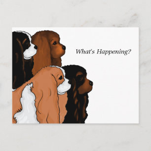Cavalier King Charles Spaniel Postkarte