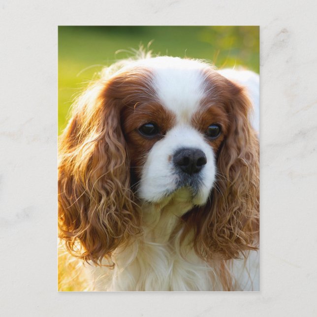 Cavalier King Charles Spaniel Postkarte (Vorderseite)