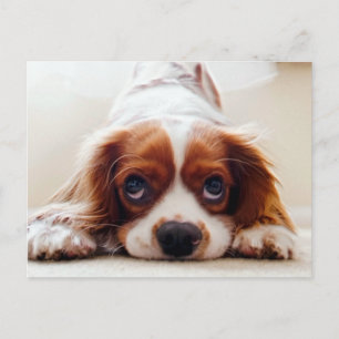 Cavalier King Charles Spaniel Postkarte