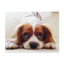 Cavalier King Charles Spaniel