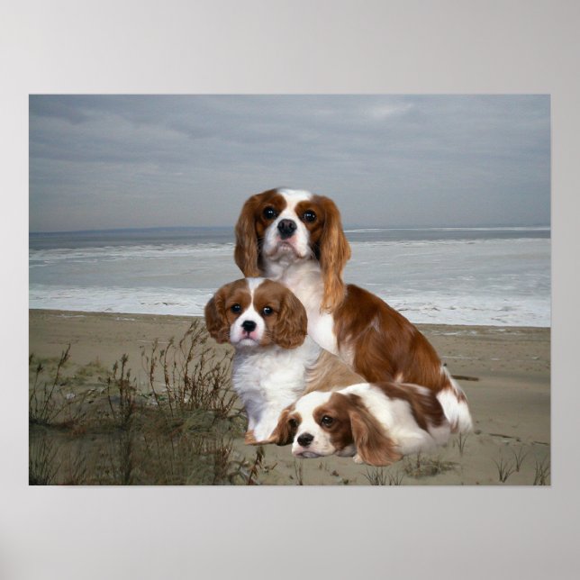 Cavalier King Charles Spaniel Print Poster (Vorne)