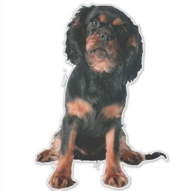 Cavalier King Charles Spaniel Puppy Dog Aufkleber (Vorderseite)