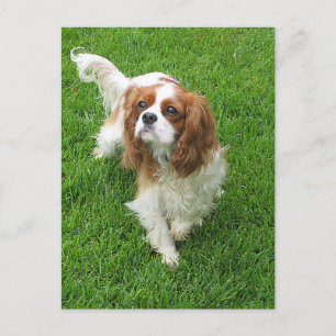 Cavalier King Charles Spaniel Puppy Dog Post Card Postkarte