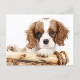 Cavalier King Charles Spaniel Puppy Dog Postkarte
